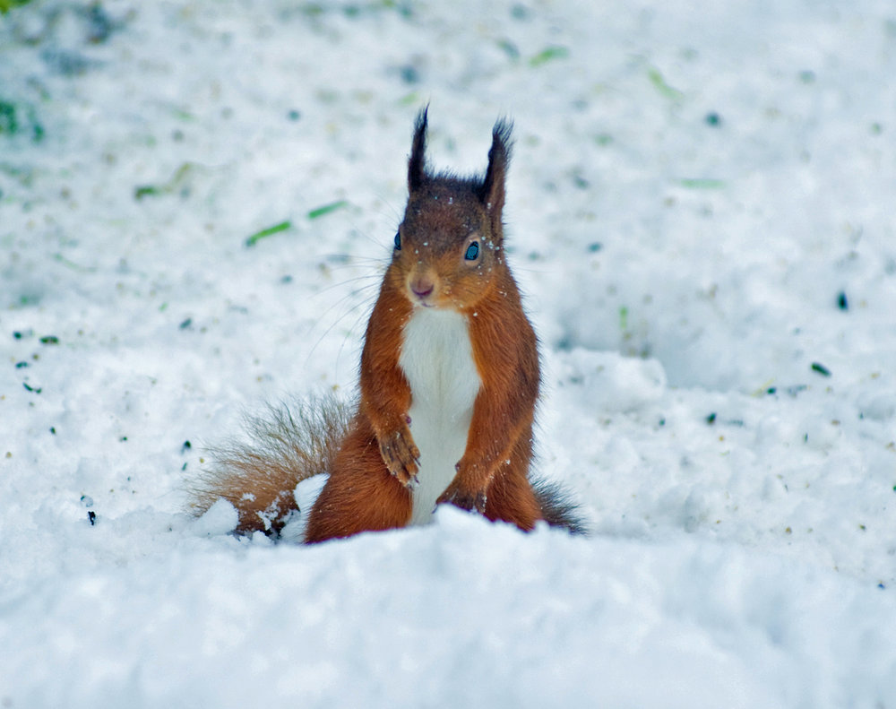 I'm fed up with all this snow