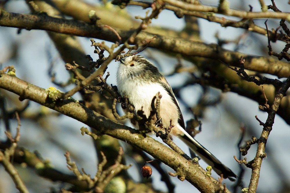 Longtailed tit