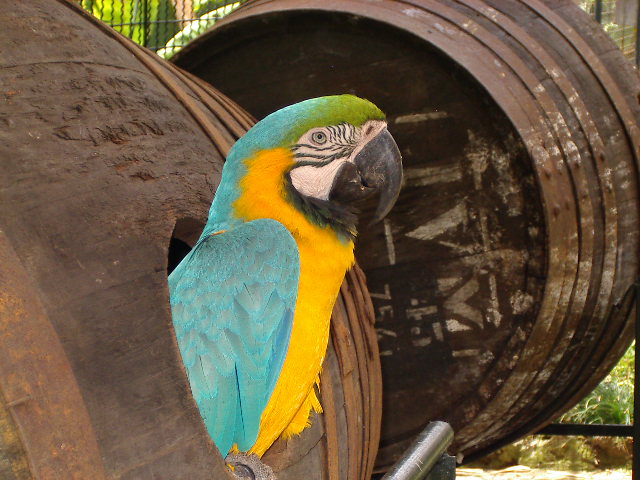 Macaw by magoo