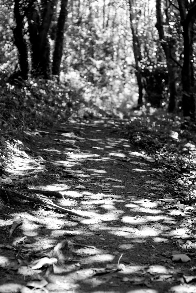 Shadows