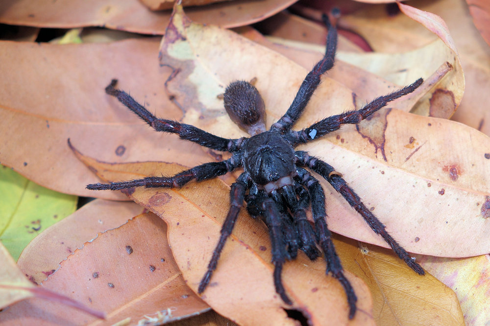 Spider2