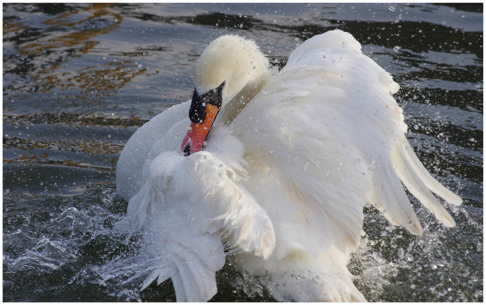 wash and brush up