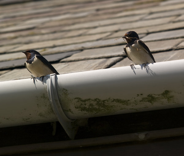 2 swallows
