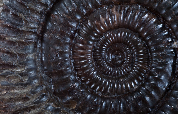 Ammonite