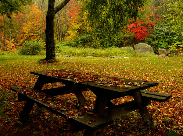 Autumn Glory