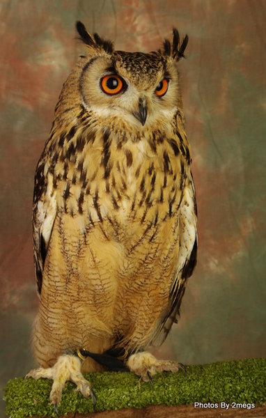 Bengal Eagle Owl
