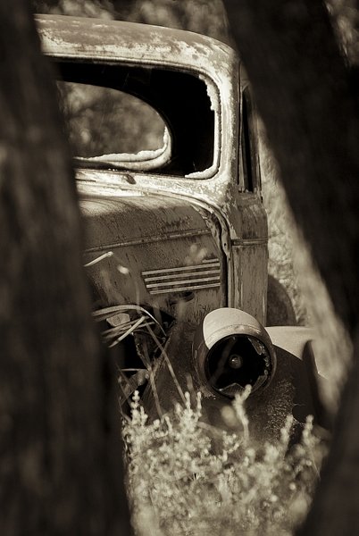 Between the trees