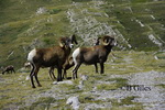 Big Horn Sheep Banff N.P.