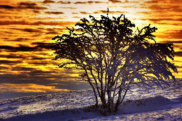 Burning Bush