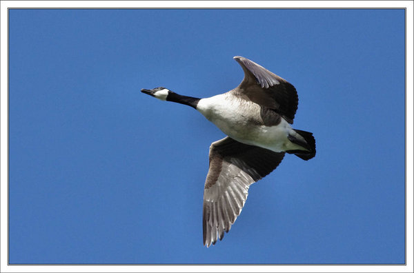 Canada Goose