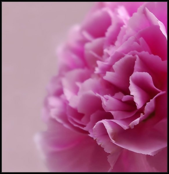 Carnation
