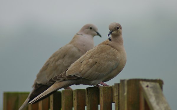 Collared Doves