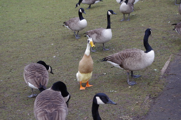 Duck