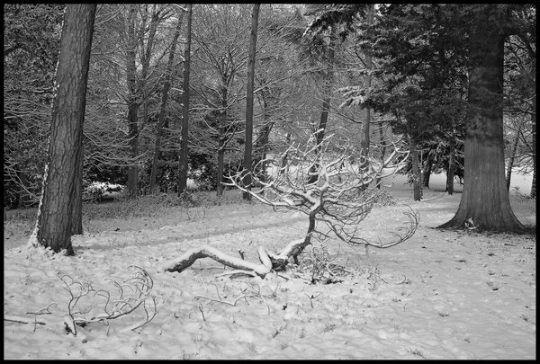 Fallen Branch
