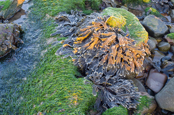 Frosty seaweed