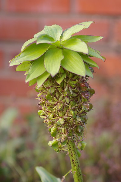 Garden Snap