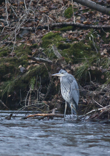 Grey Heron