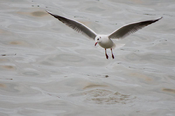 Gull. River Blyth