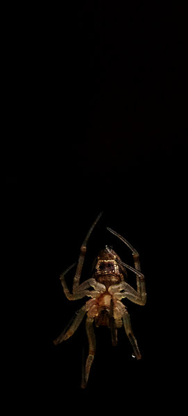 Incy wincy spider