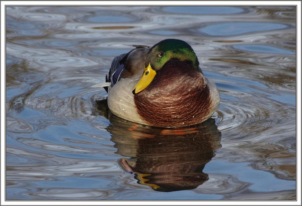Mallard on blue