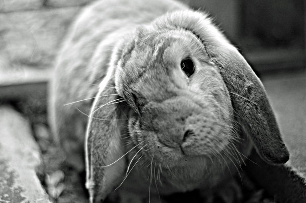 Marmalade