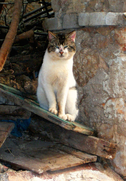 Meis Island cat.