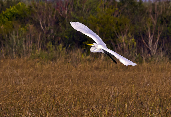 Morning Egret