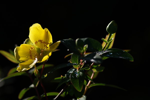 morning sunlight