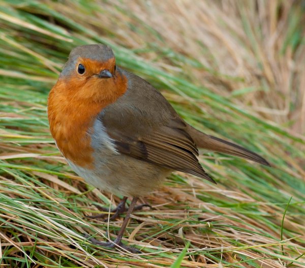 Not the typical shot from Capel Curig