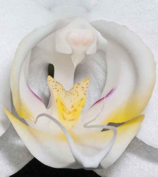 Orchid throat: sweet!