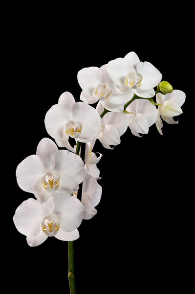 Orchid