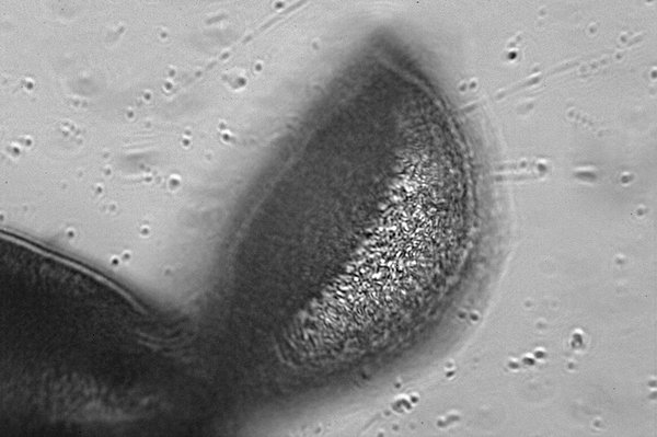 Pollen