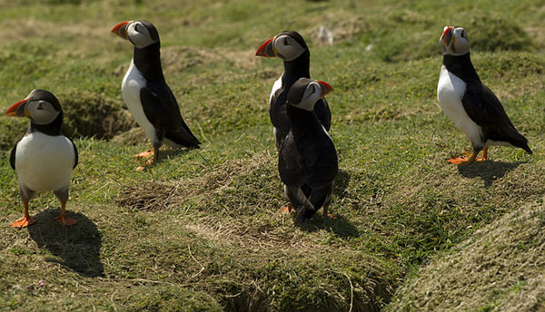 Puffins.....  Fratercula arctica