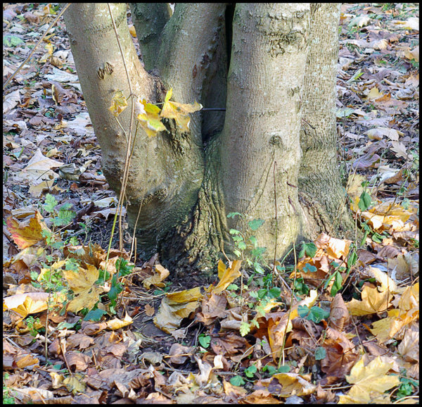 Saplings