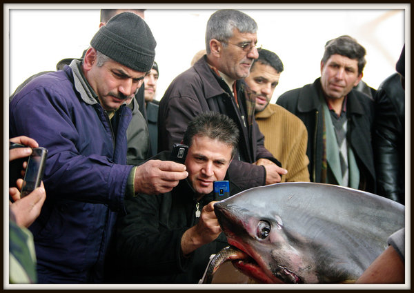 Shark Interest