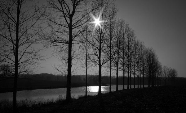 Spaced Out Trees