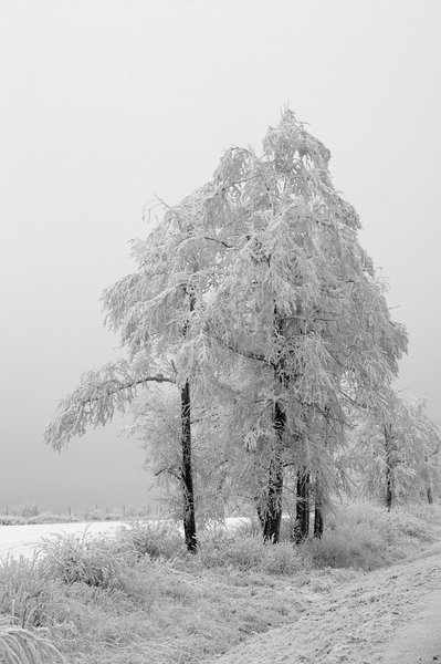 three trees
