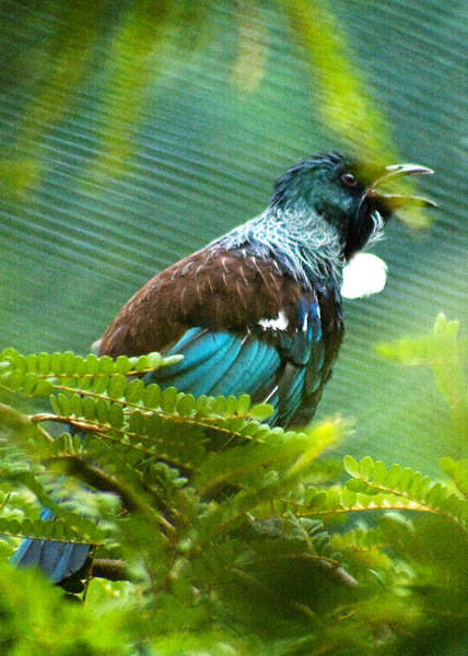 Tui