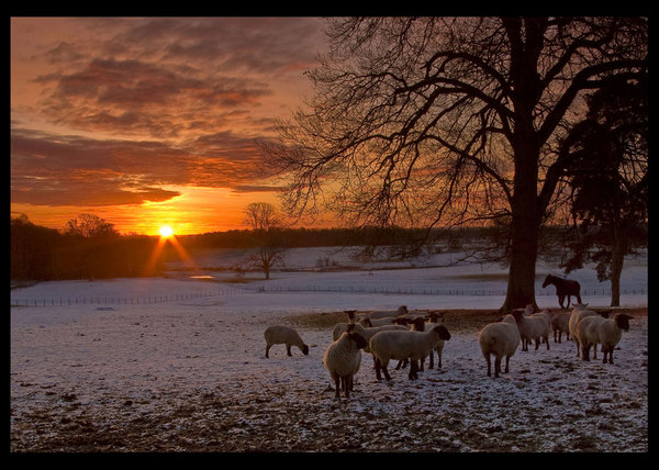Winter Sunrise