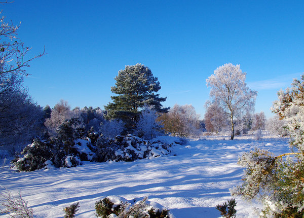 Winter Wonderland