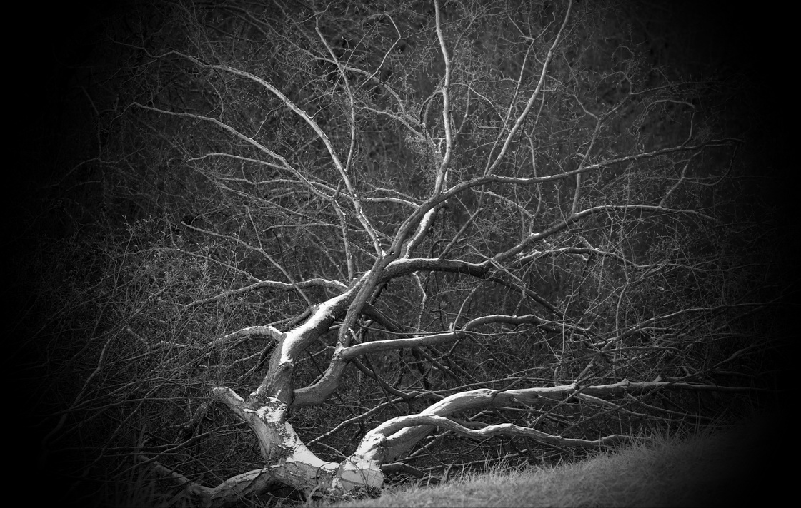 fallen tree