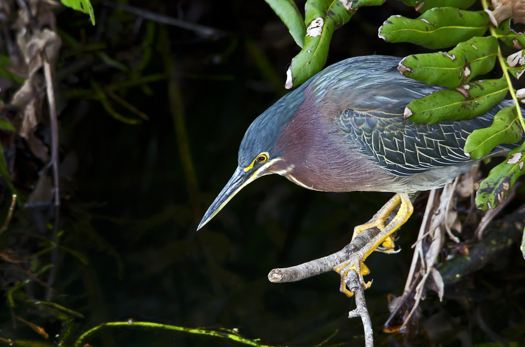 Green Heron