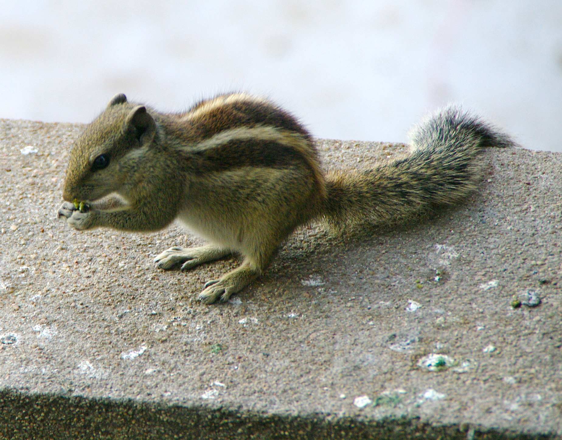Nutcracker Chipmunk