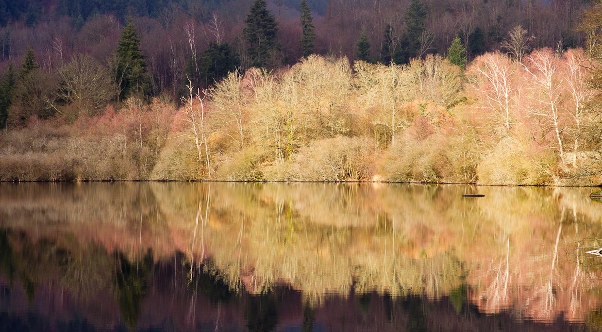 Sunny Trees