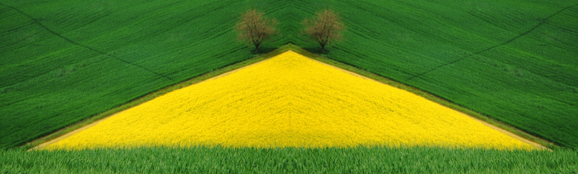 Yellow Triangle