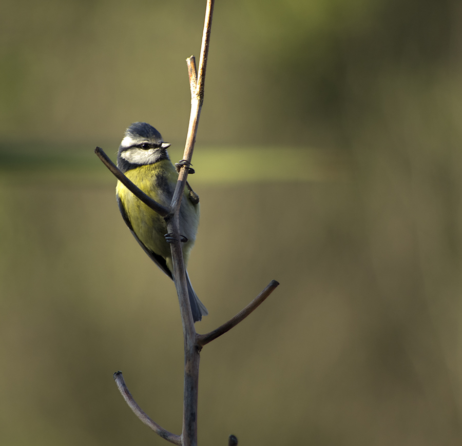 Blue tit 2