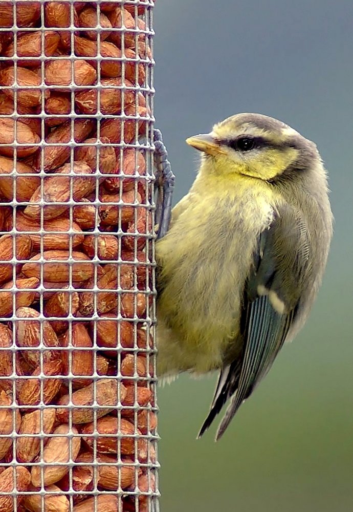 Blue tit and nuts