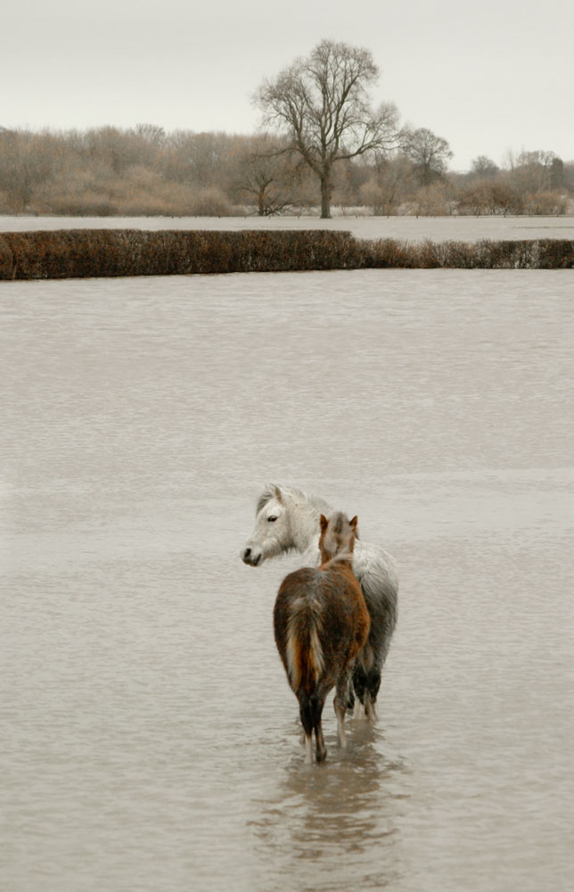 Flooded Horses