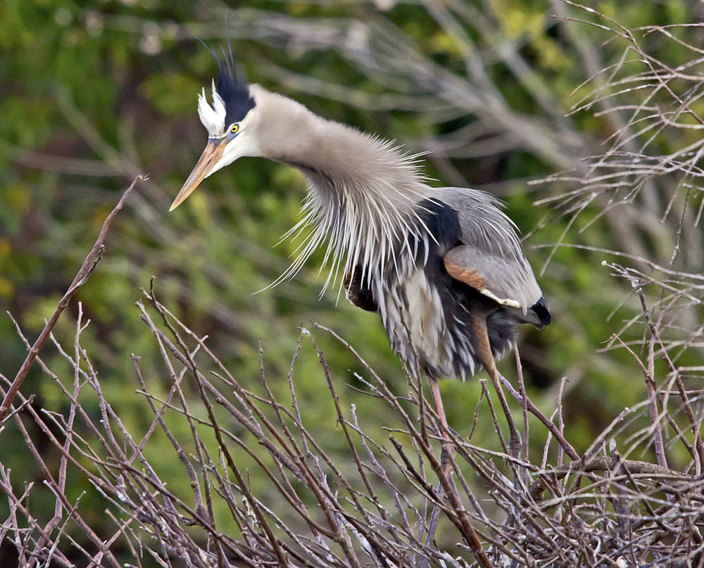 Great Blue Posturing