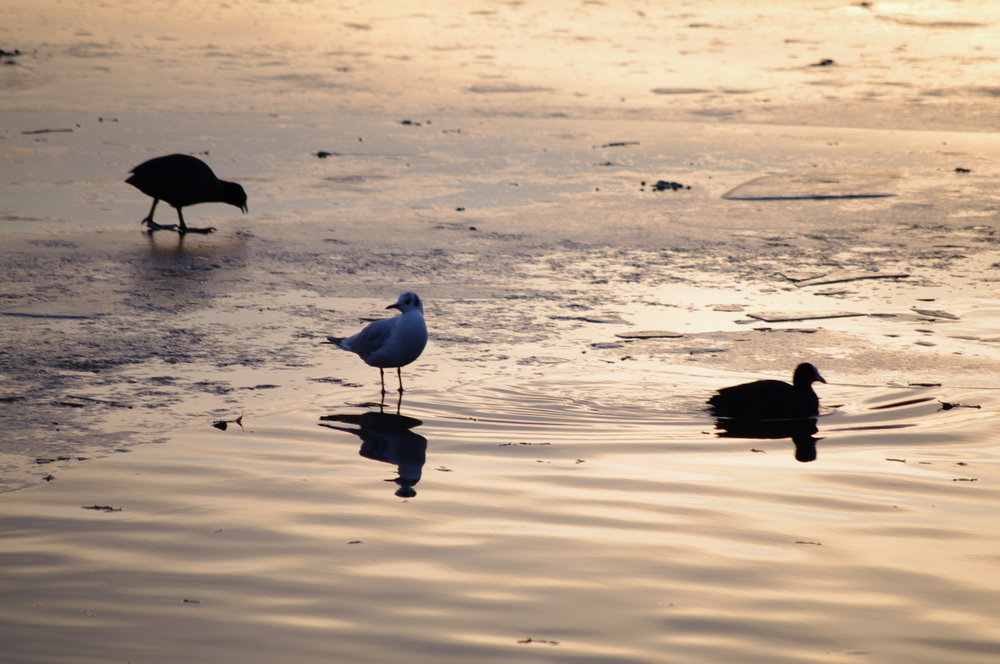Birds on Ice